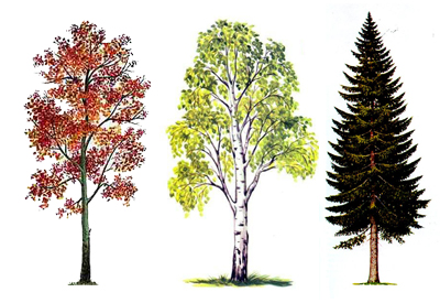 три дерева
